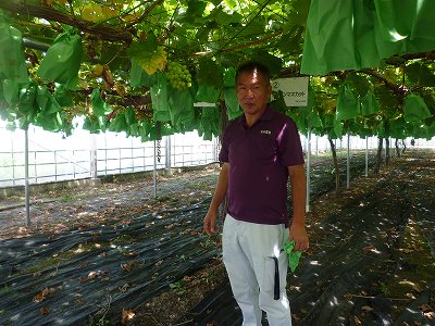 北村農園/北村　勝 ぶどう