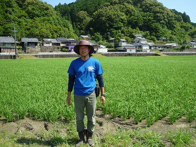 楠本　祐介 水稲